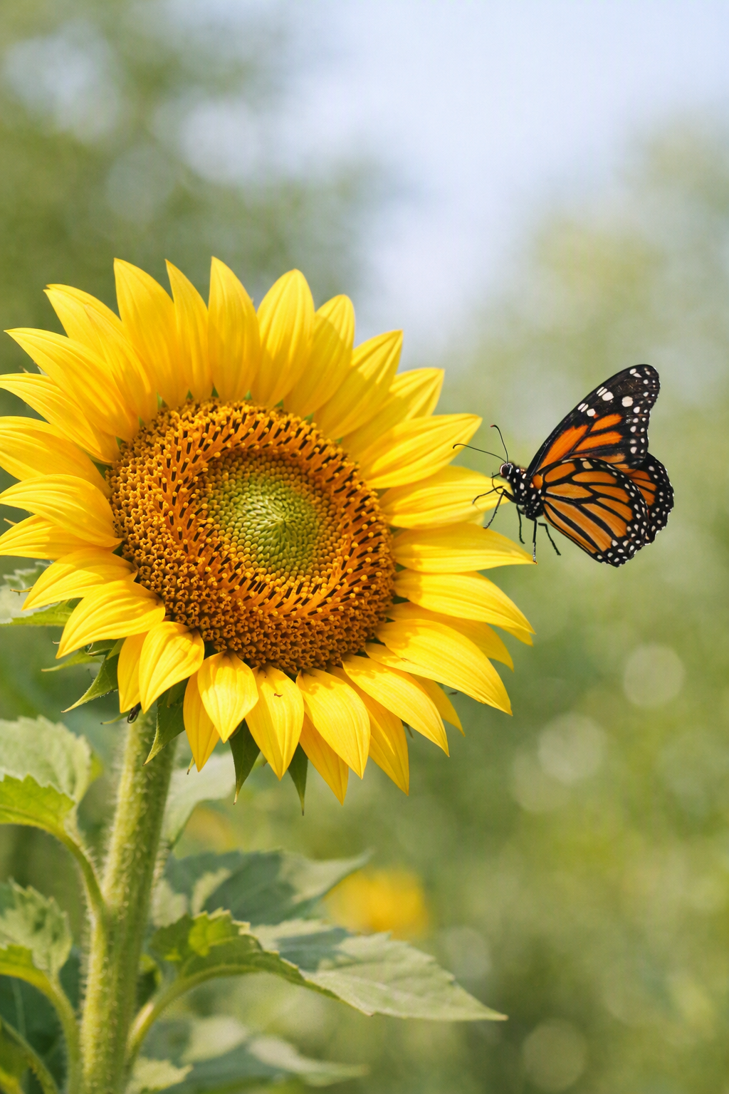 Un girasole che si apre alla luce